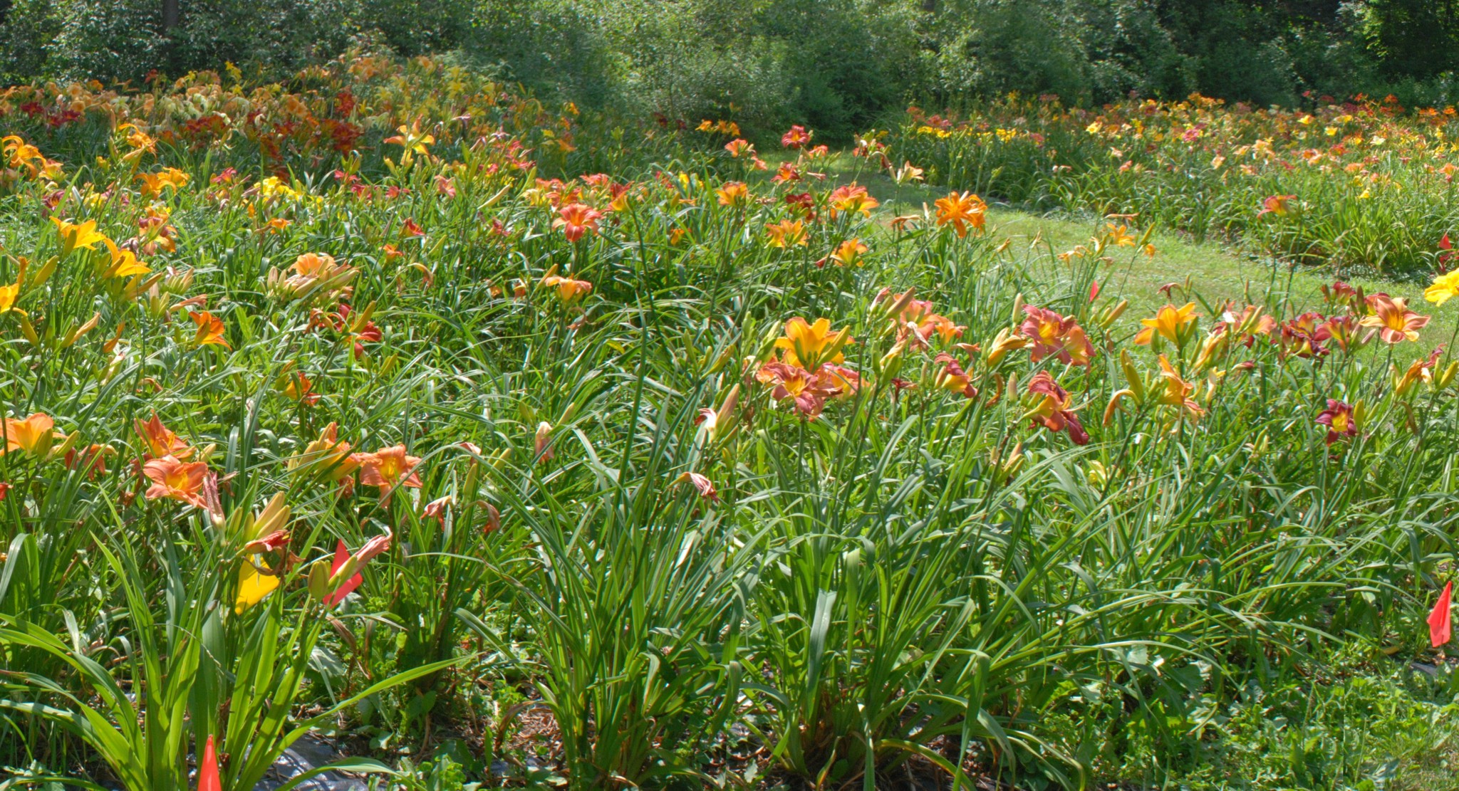 Daylilies in the garden 2010
